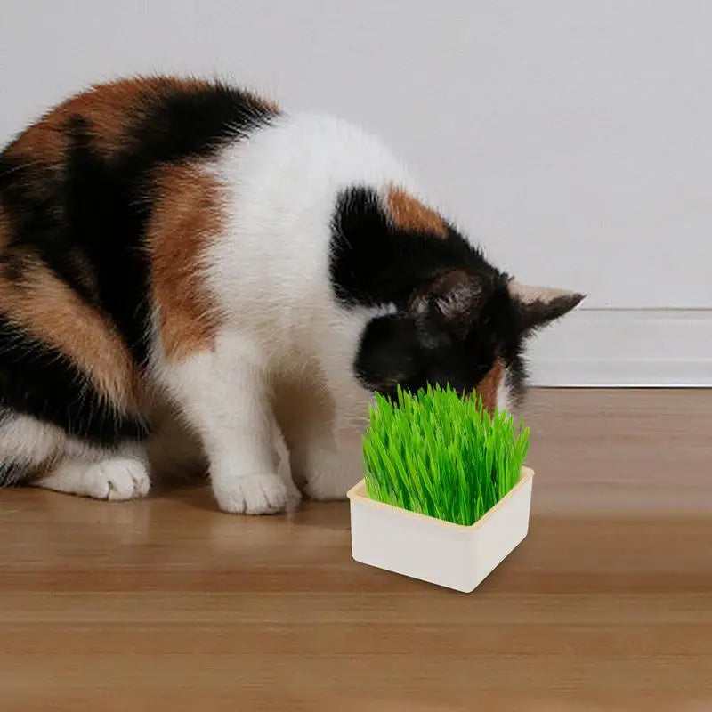 Cat Grass Planter Kit