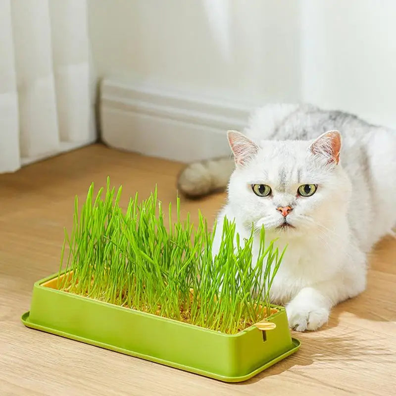 Cat Grass Planter Kit
