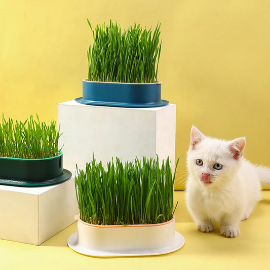 Cat Grass Growing Box – Hydroponic Planter for Pets