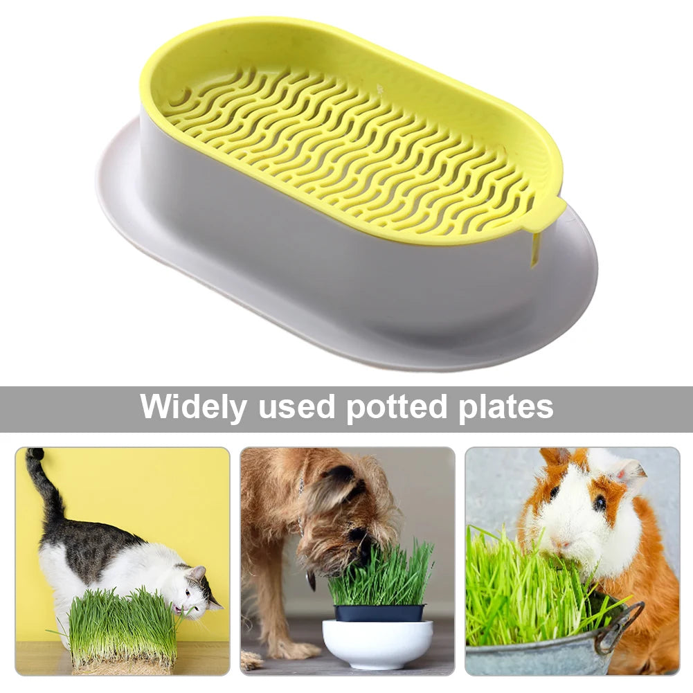 Cat Grass Growing Box – Hydroponic Planter for Pets
