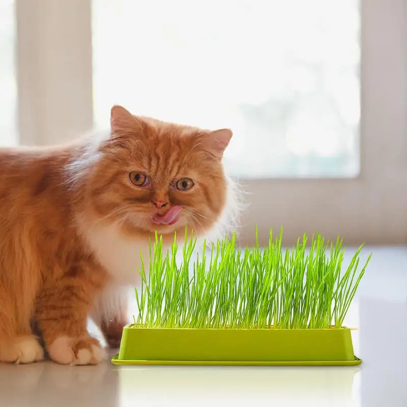 Cat Grass Planter Kit
