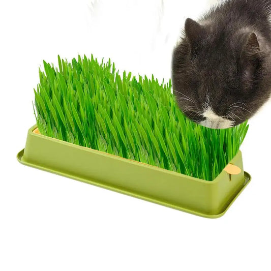 Cat Grass Planter Kit